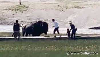 Video captures Colorado man gored by bison while protecting child at Yellowstone