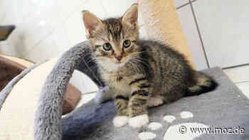 Vermittlung Katze: Katzenbabys im Tierheim Schwedt - fünf süße Katzen suchen ein Zuhause - Märkische Onlinezeitung