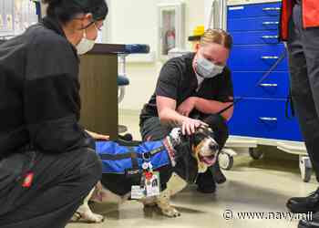 Wagging tails and smiling faces: Therapy dogs bring comfort to Medical Center staff - navy.mil