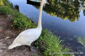 POL-PDLD: Schwan auf Abwegen