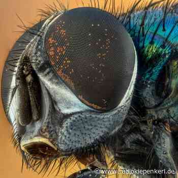 SENDEN: Insekten ab in die App - Radio Kiepenkerl