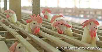 PHL lifts temporary import ban on Belgian poultry products | Jasper Y. Arcalas - BusinessMirror