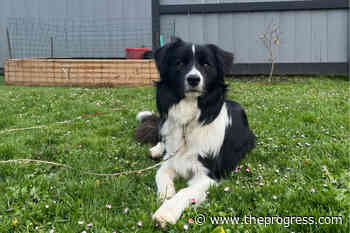 Victoria dog owner warns others of water intoxication after dog's death – Chilliwack Progress - Chilliwack Progress