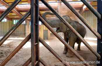 Augsburg: Nach Verlust der Freundin bleibt Deutschlands ältester Elefant allein - SÜDKURIER Online