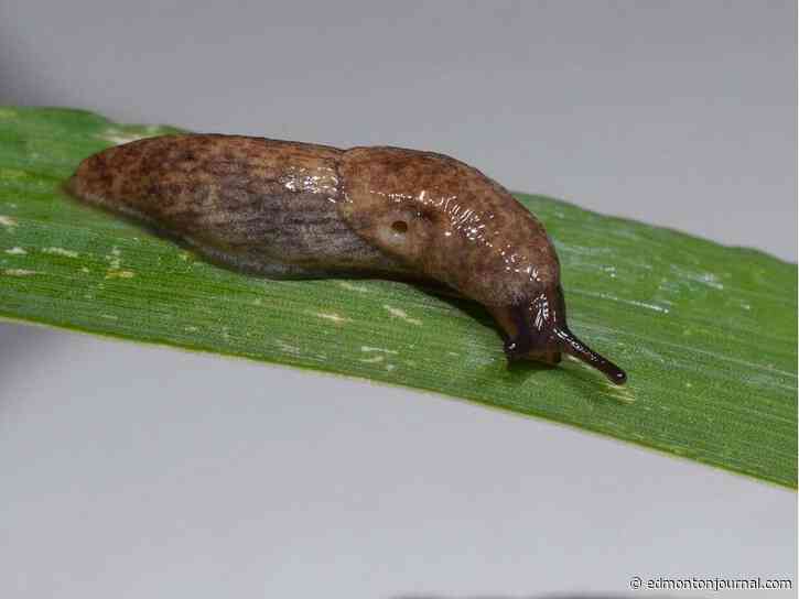 Growing Things: Slugs do significant damage