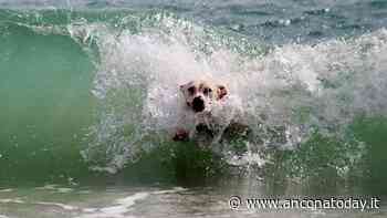 Cane in spiaggia senza museruola e guinzaglio, il proprietario lo fa anche entrare in acqua: bagnanti inferociti - AnconaToday