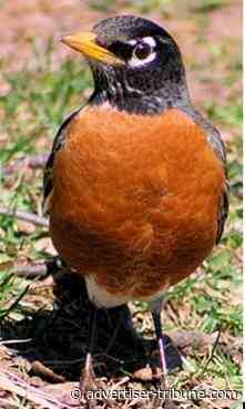 Essays on non-virtual reality #182 - Tiffin Advertiser Tribune