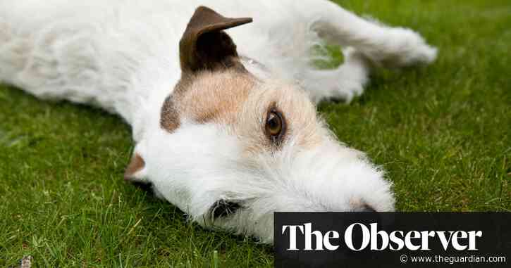 Pets on paracetamol: animals at risk as owners struggle with vet bills