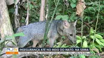 Câmeras usadas para monitorar animais silvestres são furtadas na Região Serrana do RJ - Globo