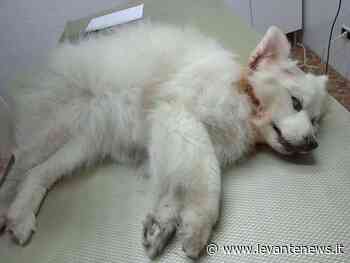 Rapallo: cane aggredito e ferito da altri due, denunciato il loro padrone - LevanteNews.it