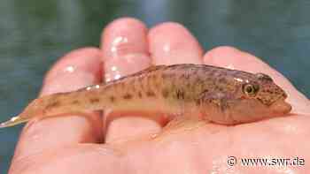 Flussgrundel im Rhein zwischen Karlsruhe und Mannheim nachgewiesen - SWR Aktuell