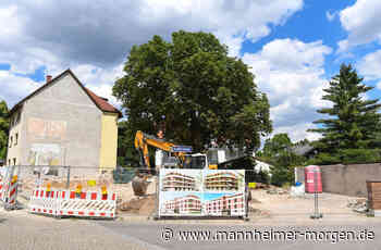 Riesige Rosskastanie in Mannheim soll Bauprojekt weichen - Mannheim: Feudenheim - Nachrichten und Informationen - Mannheimer Morgen