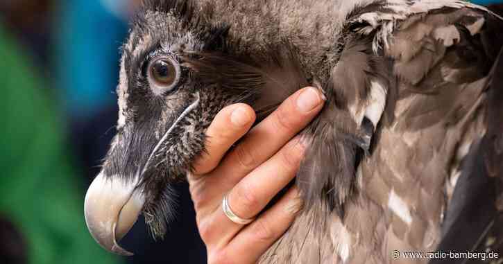 Bartgeier Dagmar zu erstem Rundflug abgehoben