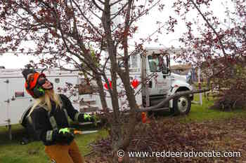 Red Deer parks workers to begin downtown tree trimming program in July - Red Deer Advocate