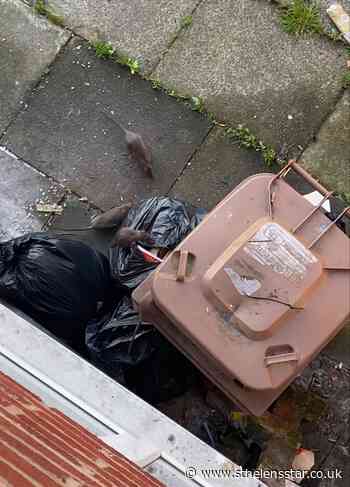 'It's disgusting': Mum says rats are making life a misery - St Helens Star