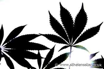 Adolescents more vulnerable to cannabis addiction than adults, study suggests - St Helens Star