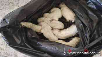 La crudeltà: sette cuccioli chiusi in una busta della spazzatura - BrindisiOggi