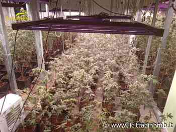 Piantagione di marijuana fuori Monza - Il Cittadino di Monza e Brianza