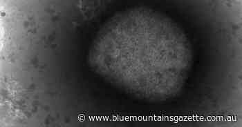 Monkeypox symptoms different now: study - Blue Mountains Gazette