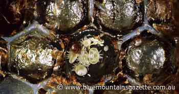 NZ mite lessons for Australia's bee sector - Blue Mountains Gazette