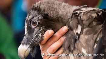 Bartgeier Dagmar zu erstem Rundflug abgehoben