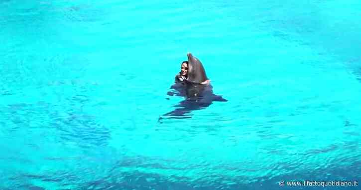 Riccione, Gessica Notaro torna ad addestrare i delfini al parco Oltremare
