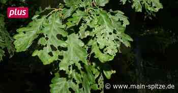 Trebur: Buchen sollen Eichen weichen - Main-Spitze