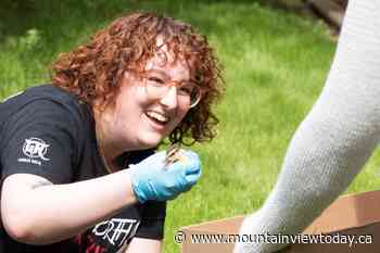 PHOTOS: Stranded mom and her baby ducks evacuated from St. Albert seniors' residence - Mountain View TODAY