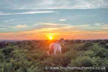 Picture of the day: New Forest all of a glow - Bournemouth Echo