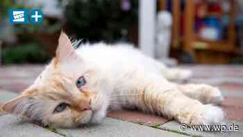 Kastrationspflicht für Katzen in Olsberg: Das Pro und Contra - WP News