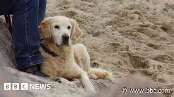 More restrictions on dogs on Cornwall beaches come in - BBC