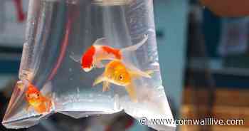 RSPCA urges Cornwall Council to ban goldfish as fairground prizes - Cornwall Live