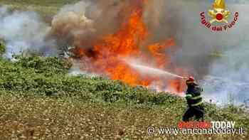 Incendio in un campo, sterpaglie a fuoco. Baracche distrutte dalle fiamme e casolare a rischio - AnconaToday
