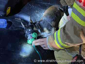London firefighters save dog from east-end house fire - Strathroy Age Dispatch