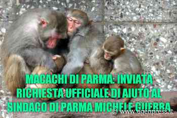 Parma. “Sos macachi”, appello animalisti al neo sindaco. Pizzarotti non ci aiuto! Lei lo farà? - Agenpress