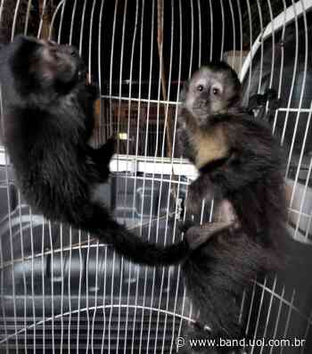 Casal é flagrado criando macacos dentro de casa em Birigui - Band Jornalismo