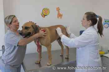 Birigui passa a receber vacina contra raiva para cães e gatos - Folha da Região