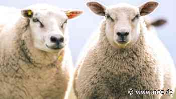 Schäfer erstattet Anzeige: 32 Schafe von Emsdeich in Moormerland geklaut - NOZ