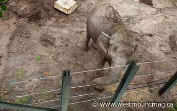 Happy the elephant denied habeas corpus rights - westmountmag.ca