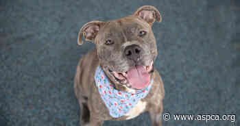 Looking for the Life of the Party? Meet Bruno! - aspca.org