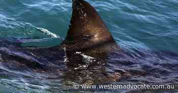 Deadly shark attack closes Egypt beach - Western Advocate