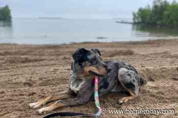 Dog beach opens at Innisfil Beach Park - BarrieToday