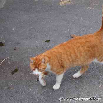 Katzenfänger in Soest? - Hellweg Radio