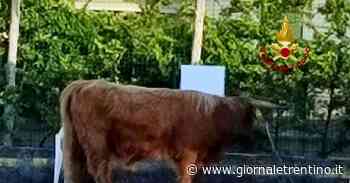 Garda, il toro scappa dal recinto e passeggia in strada - Trentino