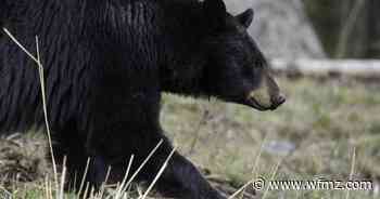Palmer Twp. Police take bear "into custody" for wandering in backyards - 69News WFMZ-TV