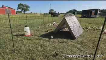 YouTuber offers tips on homesteading