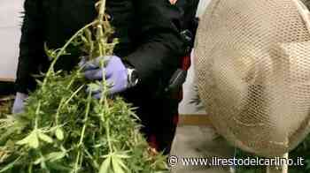 Oltre cento chili di droga, scacco alla banda - il Resto del Carlino