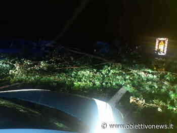 SETTIMO TORINESE – Albero caduto in autostrada tra Volpiano e Settimo Torinese - ObiettivoNews