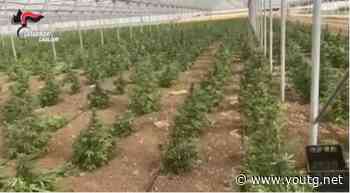 Maxi serra di marijuana tra Sestu e Monastir: sequestrati 728 chili, 4 arresti - YouTG.net