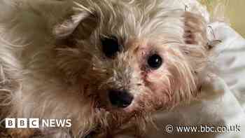 Basingstoke warden's warning after dog is 'dumped' in street